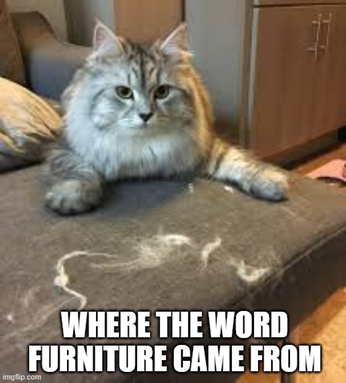 meme by Brad fur-niture | WHERE THE WORD FURNITURE CAME FROM | image tagged in funny,cats,cat meme,funny cat memes,humor | made w/ Imgflip meme maker