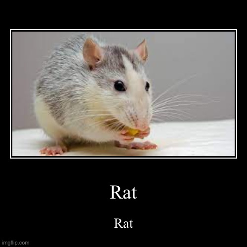 Rat | Rat | Rat | image tagged in funny,demotivationals | made w/ Imgflip demotivational maker