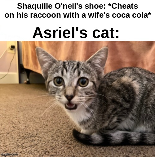 . | Asriel's cat:; Shaquille O'neil's shoe: *Cheats on his raccoon with a wife's coca cola* | image tagged in live asriel's cat reaction | made w/ Imgflip meme maker