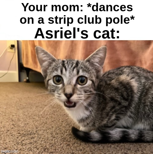 . | Your mom: *dances on a strip club pole*; Asriel's cat: | image tagged in live asriel's cat reaction | made w/ Imgflip meme maker