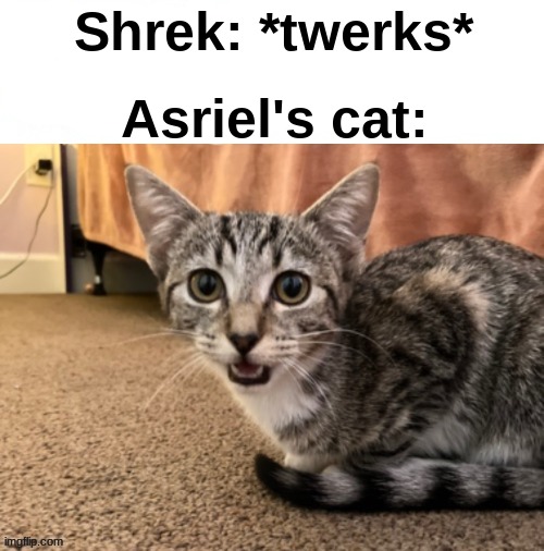. | Shrek: *twerks*; Asriel's cat: | image tagged in live asriel's cat reaction | made w/ Imgflip meme maker