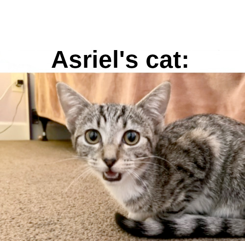 Asriel's cat: Blank Meme Template