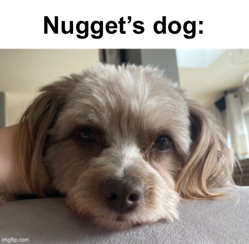 Nugget’s dog: | made w/ Imgflip meme maker
