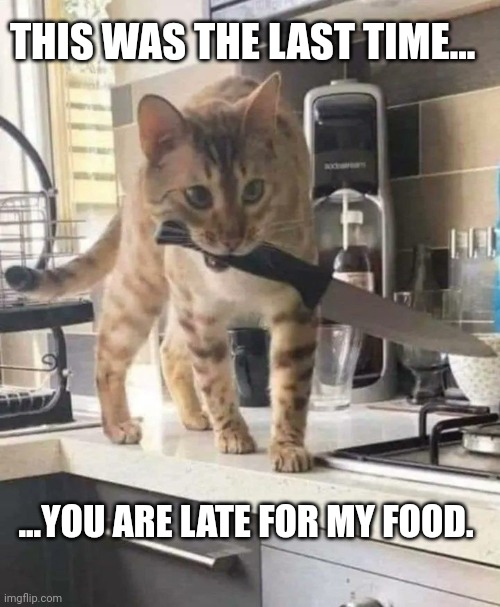 Killer cat | THIS WAS THE LAST TIME... ...YOU ARE LATE FOR MY FOOD. | image tagged in cat,cats | made w/ Imgflip meme maker