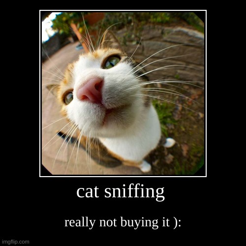 KAT | cat sniffing | really not buying it ): | image tagged in i should buy a boat cat | made w/ Imgflip demotivational maker