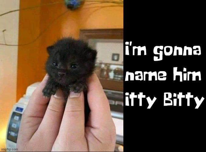 A Very Tiny Puppy | image tagged in vince vance,cute animals,dogs,puppies,puppy,memes | made w/ Imgflip meme maker