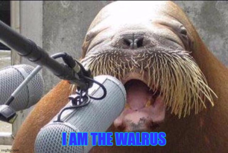 walrus at microphone | I AM THE WALRUS | image tagged in walrus at microphone | made w/ Imgflip meme maker