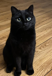 Black cat Blank Meme Template