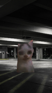 Scary mall cat Blank Meme Template