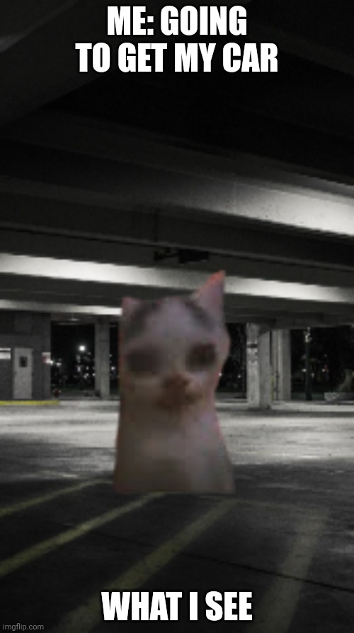 Scarymallcat | ME: GOING TO GET MY CAR; WHAT I SEE | image tagged in scary mall cat | made w/ Imgflip meme maker