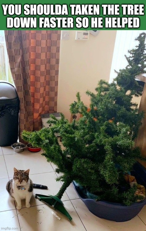 Cats helps with the tree | YOU SHOULDA TAKEN THE TREE
DOWN FASTER SO HE HELPED; epicurus | image tagged in christmas,christmas tree,cat | made w/ Imgflip meme maker