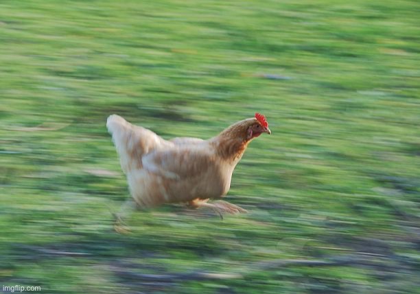 Fast Running Chicken | image tagged in fast running chicken | made w/ Imgflip meme maker