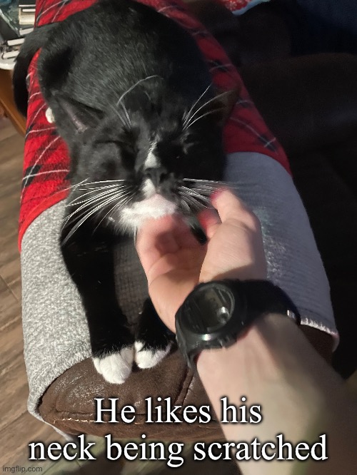 Literally the most friendliest cat I’ve ever had | He likes his neck being scratched | made w/ Imgflip meme maker
