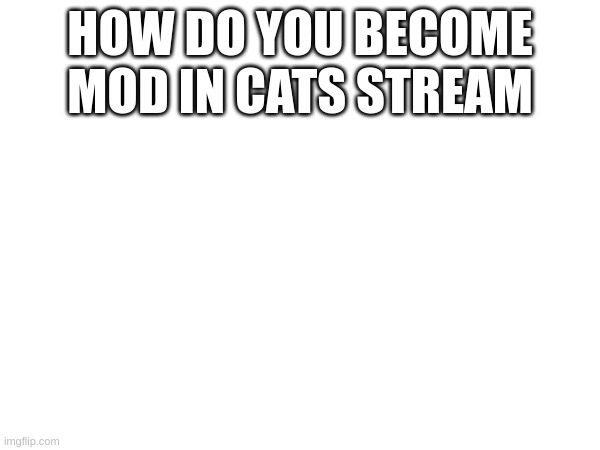 How??? | HOW DO YOU BECOME MOD IN CATS STREAM | image tagged in memes,lol,mod,cats,imgflip | made w/ Imgflip meme maker