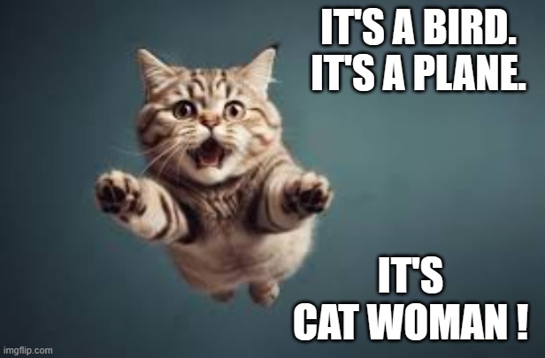 meme by Brad flying cat woman | IT'S A BIRD. IT'S A PLANE. IT'S CAT WOMAN ! | image tagged in funny cat memes,funny cats,funny meme,humor | made w/ Imgflip meme maker