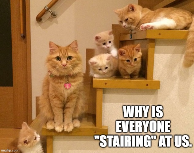 meme by Brad cats why is everyone stairing at us? | WHY IS EVERYONE "STAIRING" AT US. | image tagged in cats,funny cats,funny,funny meme,funny cat memes,humor | made w/ Imgflip meme maker