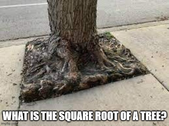 meme by Brad what is the square root of a tree? | WHAT IS THE SQUARE ROOT OF A TREE? | image tagged in fun,funny meme,math,humor,trees,funny | made w/ Imgflip meme maker