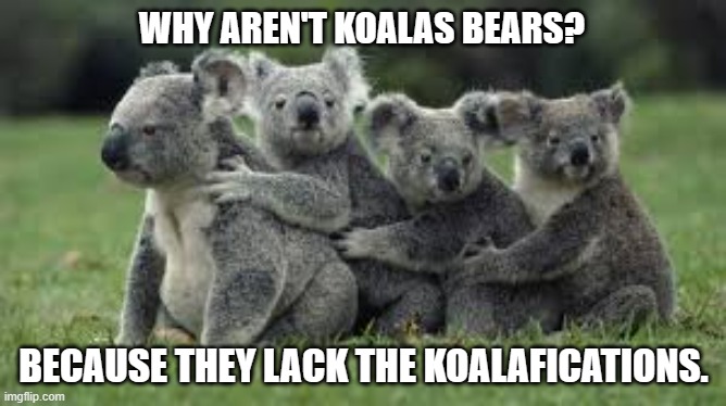 meme by Brad why Koalas are not bears | WHY AREN'T KOALAS BEARS? BECAUSE THEY LACK THE KOALAFICATIONS. | image tagged in fun,funny meme,koala,funny animals,humor,funny | made w/ Imgflip meme maker
