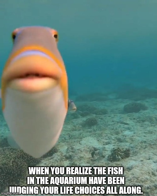 Fishy Judgement | WHEN YOU REALIZE THE FISH IN THE AQUARIUM HAVE BEEN JUDGING YOUR LIFE CHOICES ALL ALONG. | image tagged in staring fish,aquarium | made w/ Imgflip meme maker