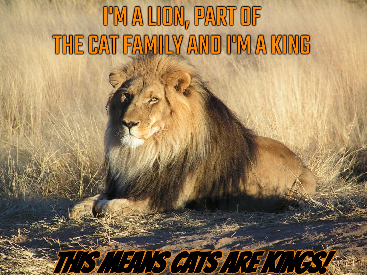I'M A LION, PART OF THE CAT FAMILY AND I'M A KING; THIS MEANS CATS ARE KINGS! | image tagged in lion,cat | made w/ Imgflip meme maker