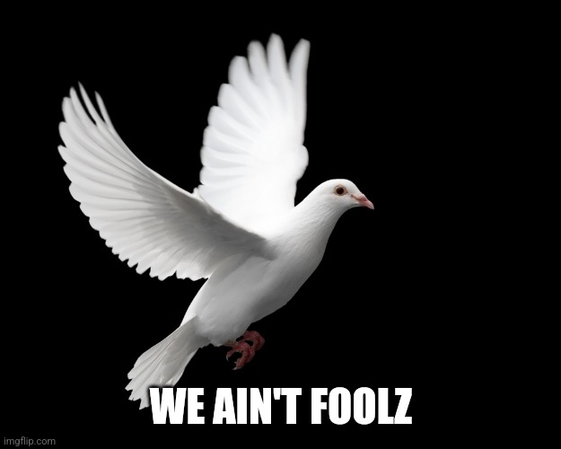 DOVE PIGEON LOVE PEACE HAPPINESS | WE AIN'T FOOLZ | image tagged in dove pigeon love peace happiness | made w/ Imgflip meme maker