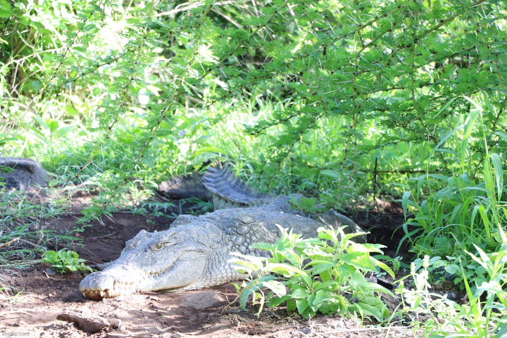 An alligator in Tsavo, Kenya. | image tagged in tsavo,pics,me,canon eos 80d,alligator,animals | made w/ Imgflip meme maker