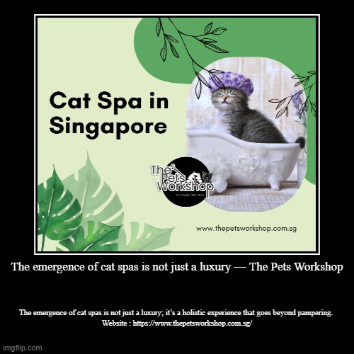 The emergence of cat spas is not just a luxury — The Pets Workshop ...