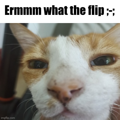 Ermmm what the flip | Ermmm what the flip ;-; | image tagged in cats,funny cat memes,cat meme,caf,uhh | made w/ Imgflip meme maker