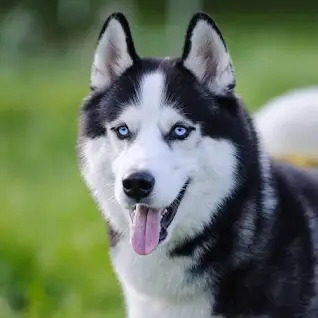 Siberian Husky Blank Meme Template