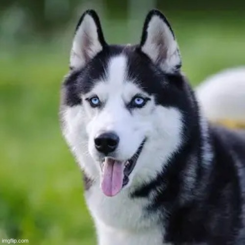 I swear on the bible that this is the type of dog i have! | image tagged in siberian husky | made w/ Imgflip meme maker
