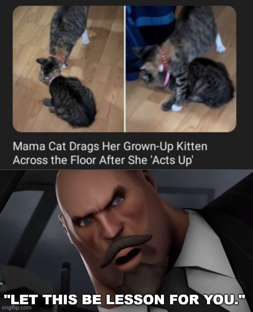 Mama cat teaching a lesson | image tagged in let this be lesson for you,cats,cat,memes,kitten,discipline | made w/ Imgflip meme maker