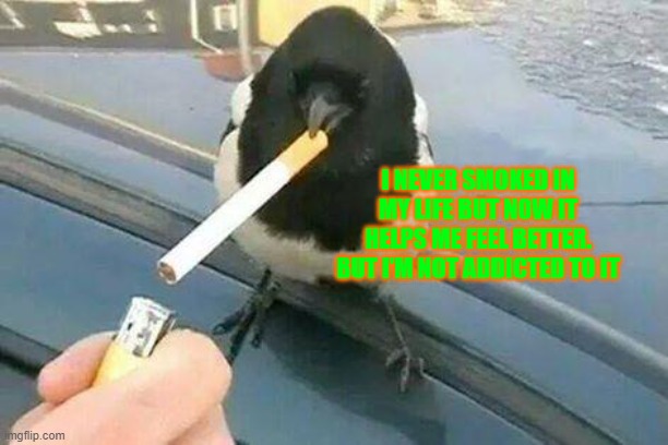 piebald crow smoking a cigarette | I NEVER SMOKED IN MY LIFE BUT NOW IT HELPS ME FEEL BETTER. BUT I'M NOT ADDICTED TO IT | image tagged in piebald crow smoking a cigarette | made w/ Imgflip meme maker