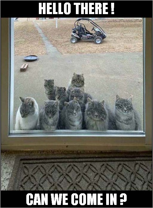 Smiling Cats At The Door ! | HELLO THERE ! CAN WE COME IN ? | image tagged in cats,smiling,hello there | made w/ Imgflip meme maker