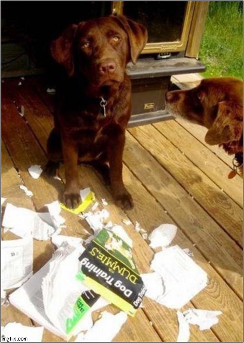 Your Move ... Dummy ! | image tagged in dogs,training,for dummies,destruction | made w/ Imgflip meme maker