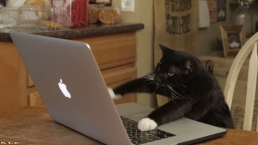 Furiously Typing Cat | image tagged in furiously typing cat | made w/ Imgflip meme maker