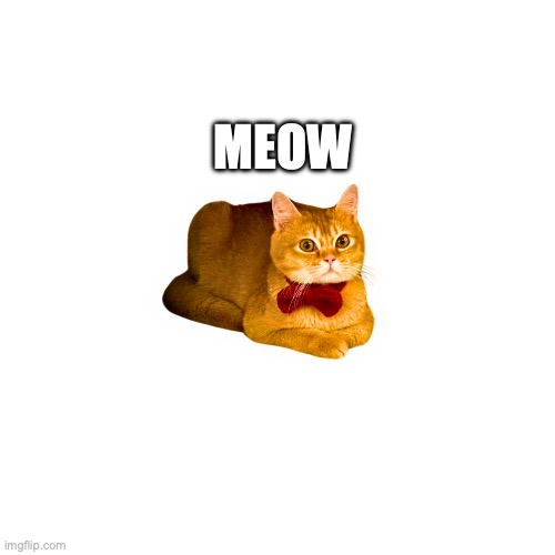 moew | MEOW | image tagged in moew | made w/ Imgflip meme maker