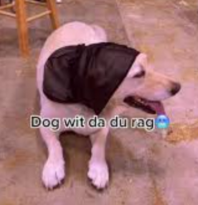 Dog with du rag Blank Meme Template