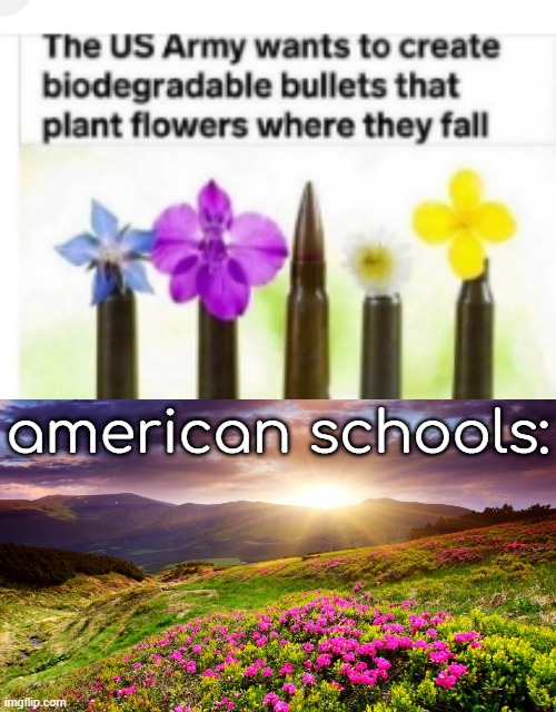 those are some lovely flowers! | american schools: | image tagged in field of flowers | made w/ Imgflip meme maker