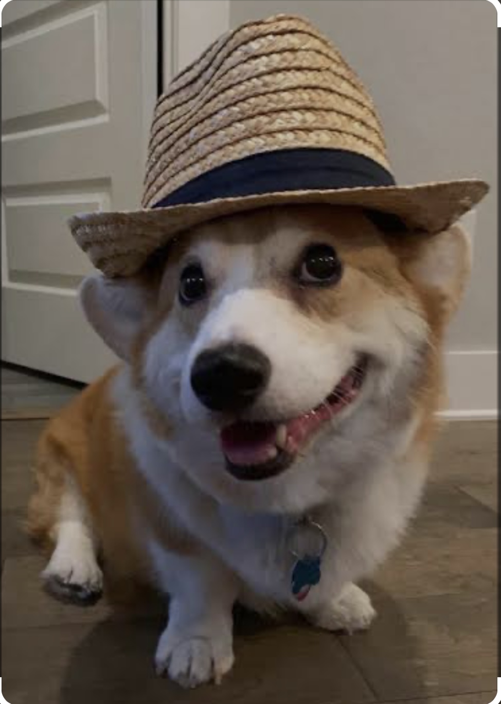 Corgi wif Hat Blank Meme Template