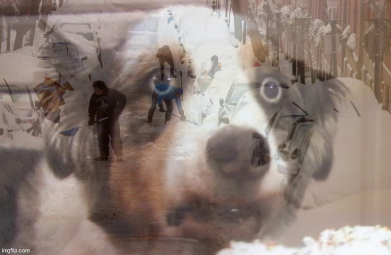 Snow Dog | image tagged in snow,dog | made w/ Imgflip meme maker
