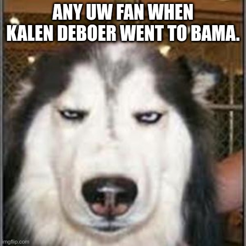 I am now sad | ANY UW FAN WHEN KALEN DEBOER WENT TO BAMA. | image tagged in original pissed off husky | made w/ Imgflip meme maker