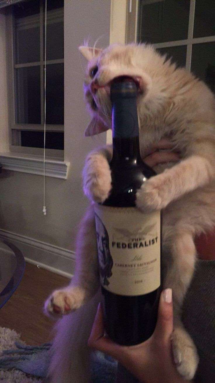 High Quality cat and alcohol Blank Meme Template
