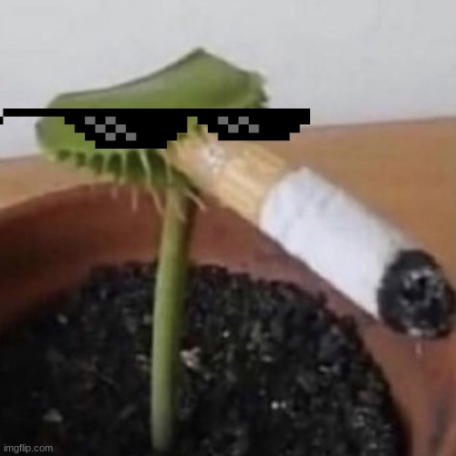 Plant smoking a cigarette | image tagged in plant smoking a cigarette | made w/ Imgflip meme maker