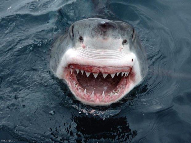 O Hai Shark | image tagged in o hai shark | made w/ Imgflip meme maker