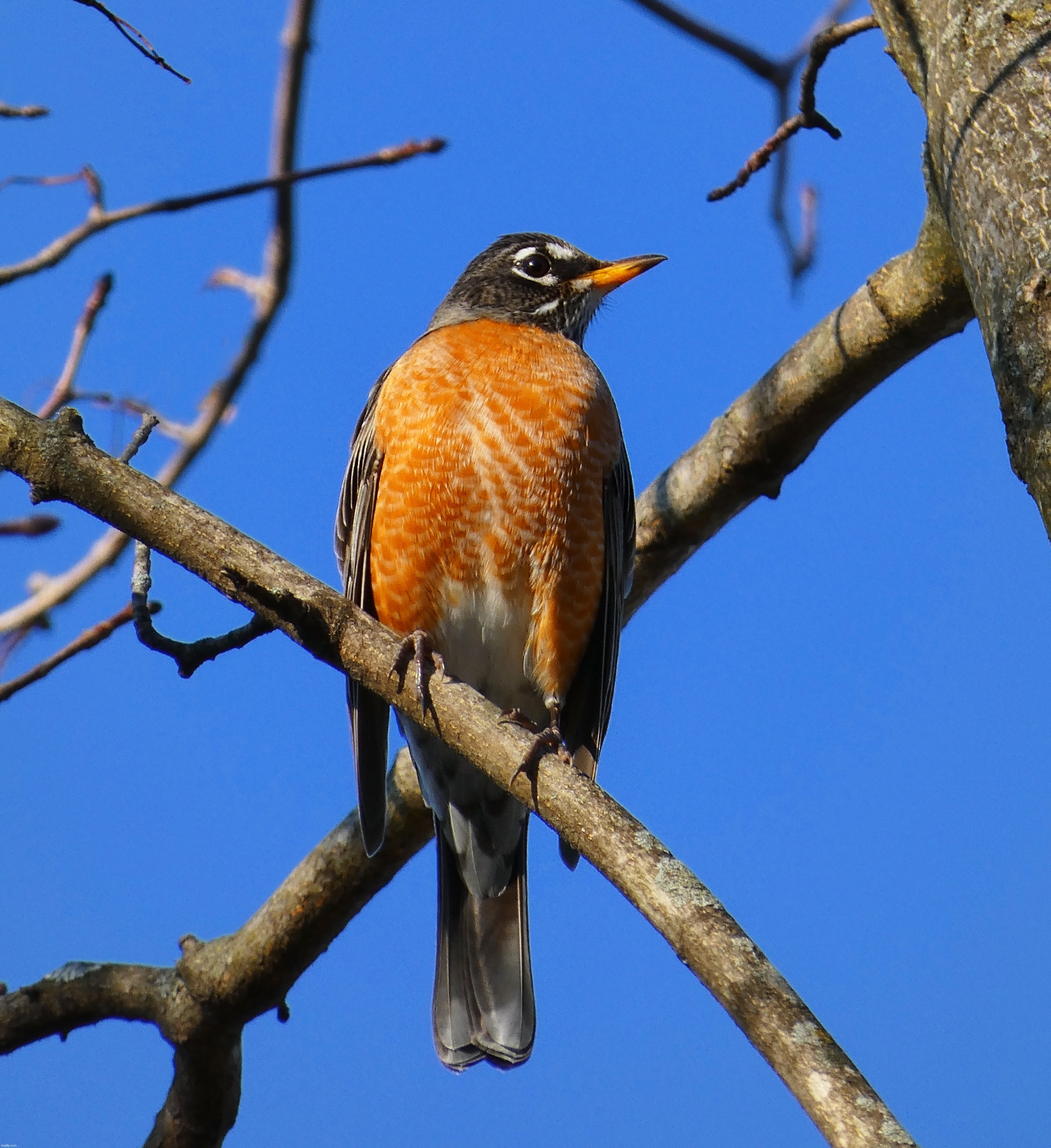My best photo of an American Robin yet - adjustments done in Adobe Photoshop | image tagged in share your own photos,photography | made w/ Imgflip meme maker
