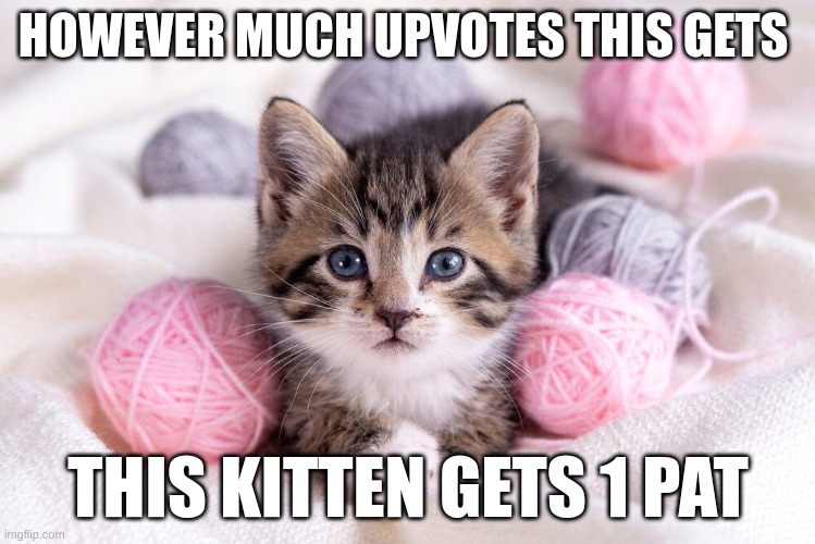 1 upvote=1 pat | HOWEVER MUCH UPVOTES THIS GETS; THIS KITTEN GETS 1 PAT | image tagged in memes,cats,kittens,lol,meme | made w/ Imgflip meme maker
