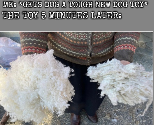 ME: *GETS DOG A TOUGH NEW DOG TOY*; THE TOY 5 MINUTES LATER: | image tagged in dogs | made w/ Imgflip meme maker