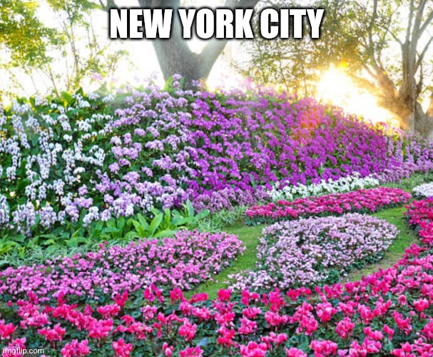 NEW YORK CITY | made w/ Imgflip meme maker