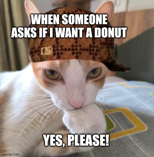 Success cat | WHEN SOMEONE ASKS IF I WANT A DONUT; YES, PLEASE! | image tagged in cat,boss baby | made w/ Imgflip meme maker