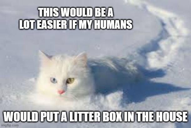 meme by Brad cat in snow | THIS WOULD BE A LOT EASIER IF MY HUMANS; WOULD PUT A LITTER BOX IN THE HOUSE | image tagged in cat,funny cat memes,cat meme,humor,funny | made w/ Imgflip meme maker